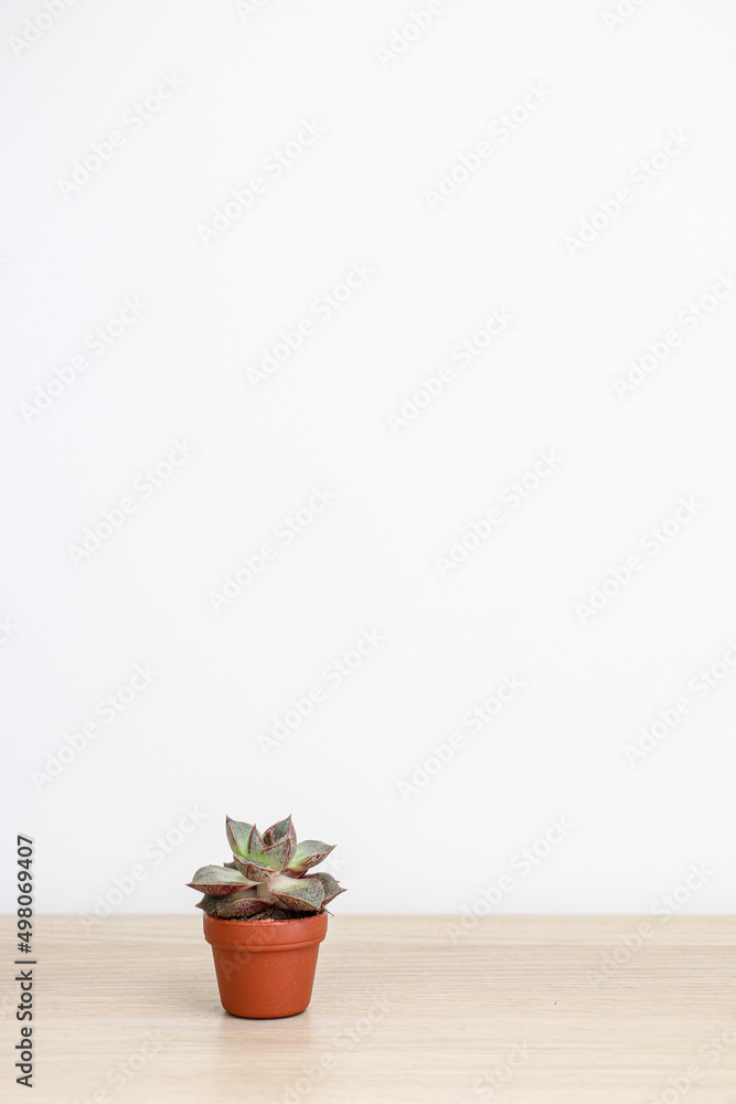 Very cute tiny succulent, Echeveria purpusorum, in a small brown pot on a wooden surface against a white background