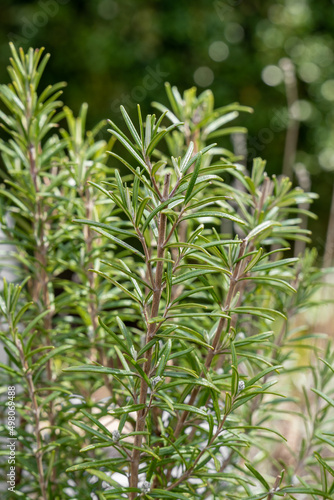 Small detail of the rosemary plant: a plant used in the kitchen as an aromatic spice