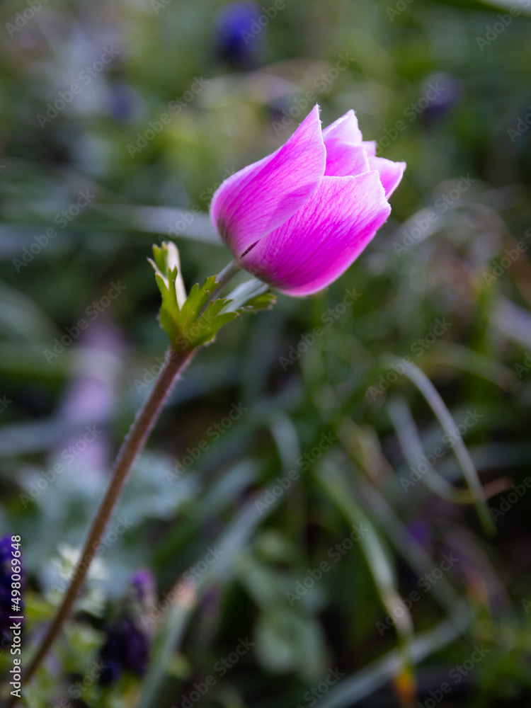 Anemone (pavonina) flower close up in natural environment Anemone (pavonina) flower close up in natural environment
