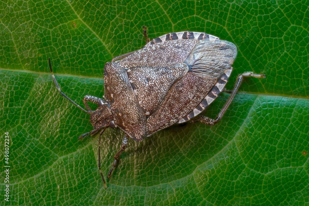 Obraz premium bug on a leaf