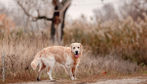 Golden retriever dog in autumn forest