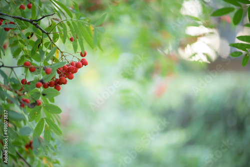 Red ripening rowanberries in late summer, shallow depth of field, bokeh background.