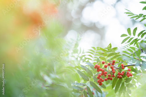 Red ripening rowanberries in late summer, shallow depth of field, bokeh background.