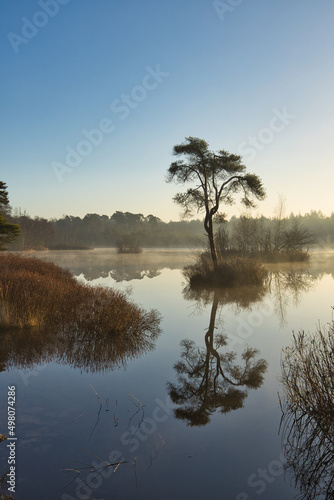 Photography Vertical view on a tree on a little island in lake Groot Goorven in Oisterwijk with trees on the horizon and reflections in the water during sunrise in winter