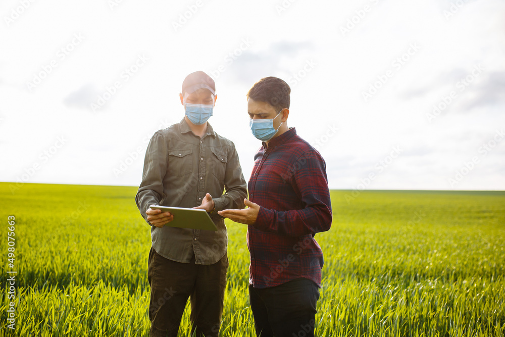 Two young farmers in masks with a tablet check the harvest. Men in a wheat field in spring.