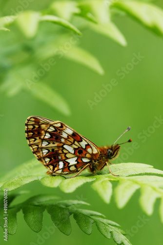Close-up of a Small pearl-bordered fritillary, Boloria selene resting on a fern leaf