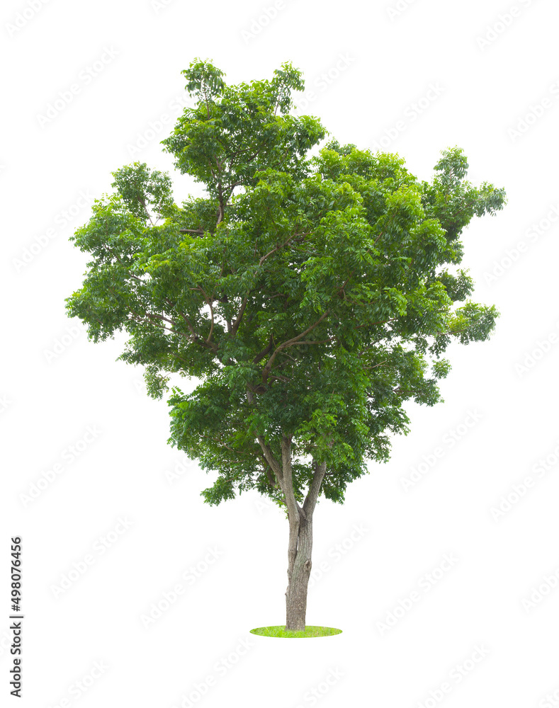 Fototapeta premium The Single Tree isolated on white background, With Clipping path.