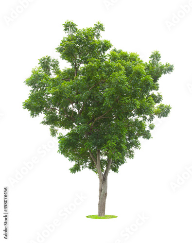 The Single Tree isolated on white background  With Clipping path.
