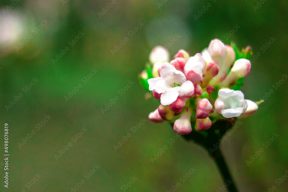 Fototapeta premium Close-up of blossoming cherry flowers on blurred background
