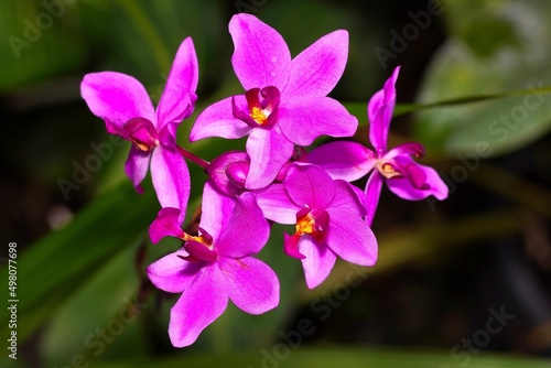 pink orchid flower
