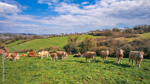 Cows on Devon Fields and Meadows from a drone, English Village, England, Europe © Maciej Olszewski