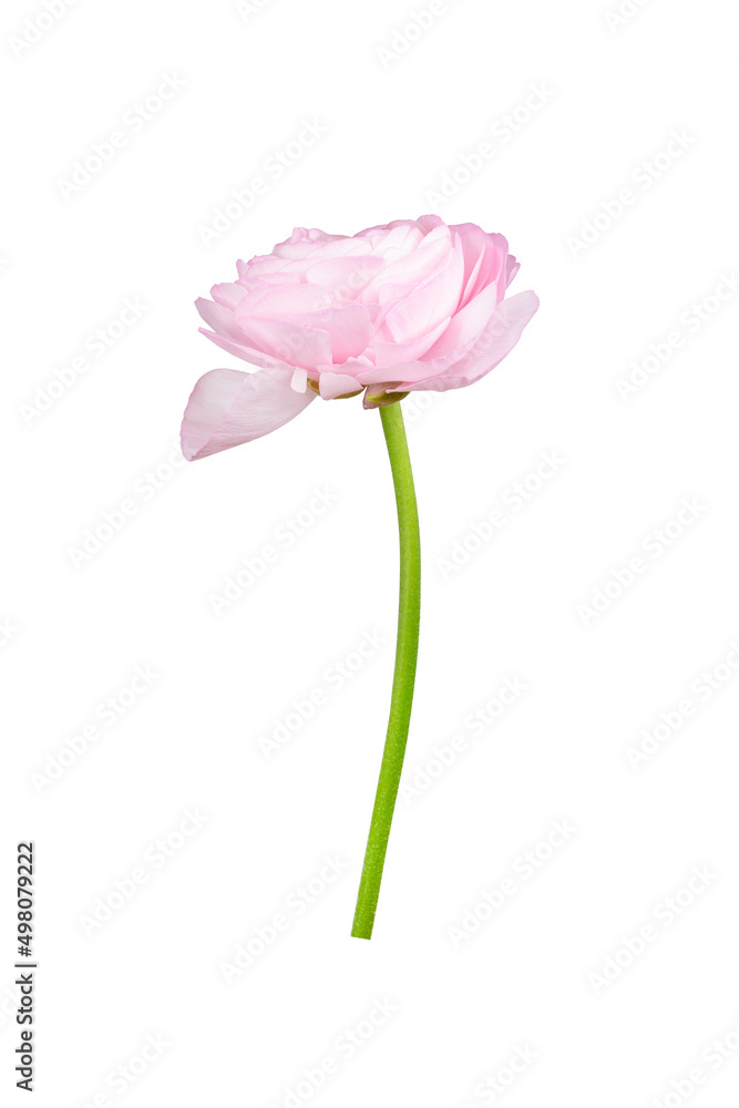 Beautiful pink flower 'Ranunculus asiaticus' (Persian buttercup) isolated on white background.