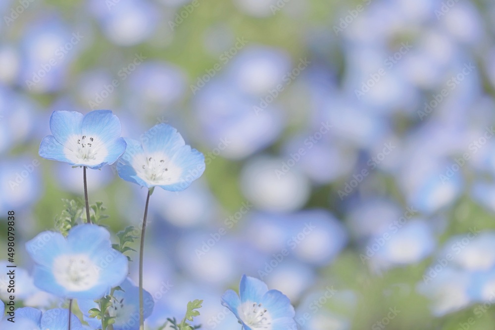 春のネモフィラの花のアップとブルーの優しいぼかし背景
