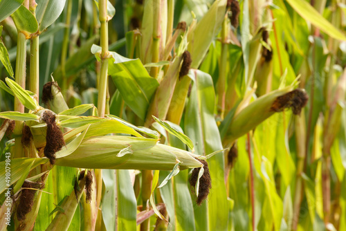 Selective corn cob focus  corn pods in an organic field.