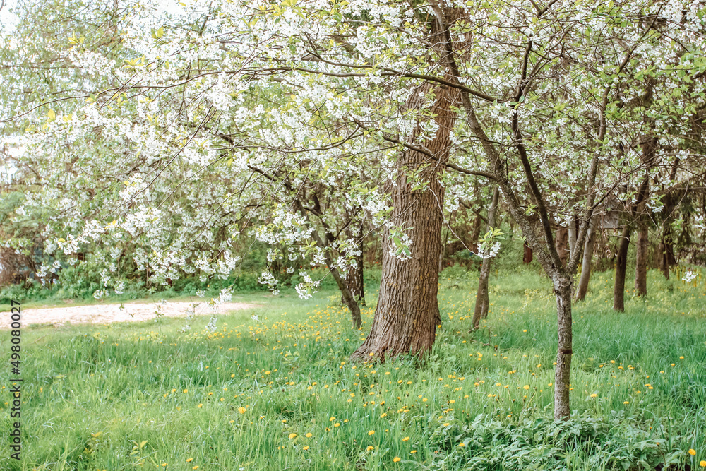 Obraz premium Springtime cherry blossom tree