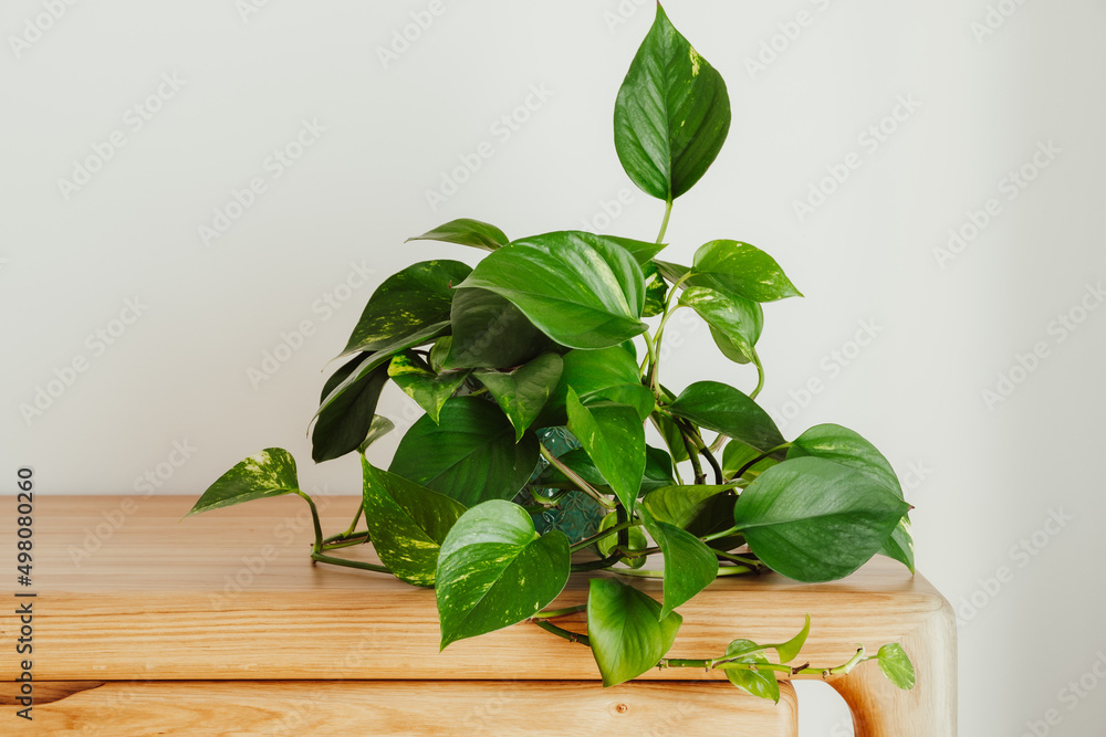Golden pothos (Epipremnum aureum) plant in modern interior