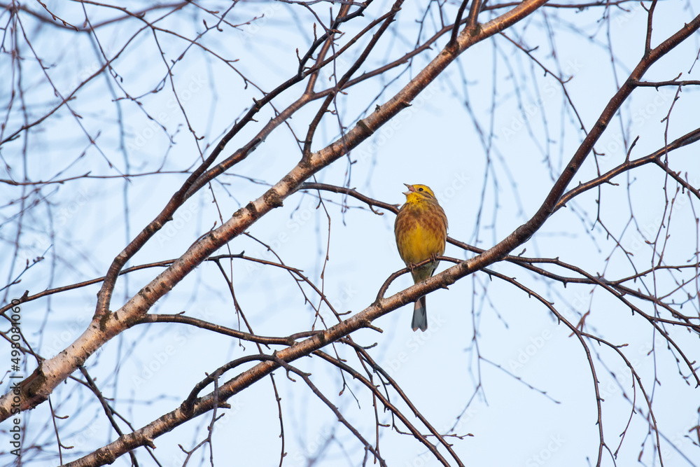 Colorful male Yellowhammer, Emberiza citrinella perched and singing on an early spring evening in Estonia, Northern Europe Colorful male Yellowhammer, Emberiza citrinella perched and singing on an early spring evening in Estonia, Northern Europe