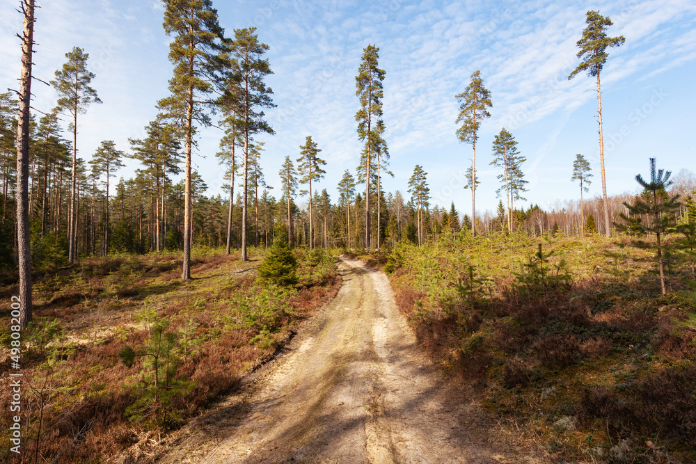 A small path leading through a reforested woodland with young Pines and tall seed trees in Northern Europe