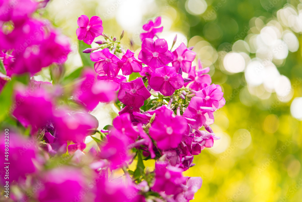 Garden phlox (Phlox paniculata), bright summer flowers. Blooming branches of phlox in the garden on a sunny day. Soft blurred selective focus. Garden phlox (Phlox paniculata), bright summer flowers. Blooming branches of phlox in the garden on a sunny day. Soft blurred selective focus.