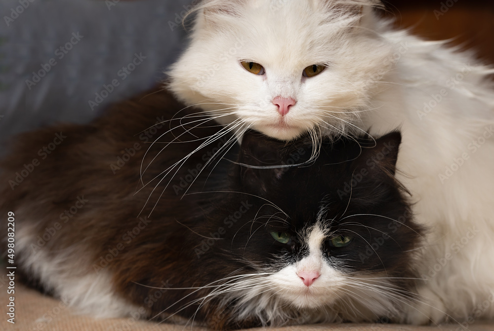 close-up black and white portrait. Two cats sit on a chair and look at the camera