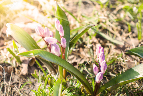 Piękne wiosenne kwitnące kolorowe krokusy, fioletowe i białe w promieniach słońca na tle łąki