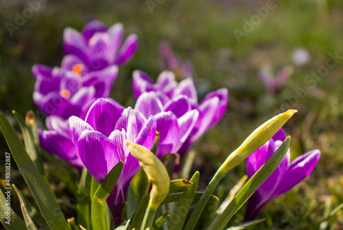 Piękne wiosenne kwitnące kolorowe krokusy, fioletowe i białe w promieniach słońca na tle łąki