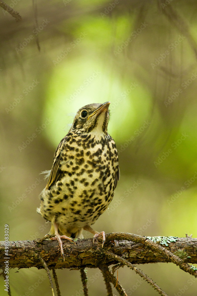 Obraz premium Juvenile Mistle thrush, Turdus viscivorus perched on a twig in Estonian boreal forest during sunny June day