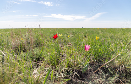 Wild tulips of Schrenk on the Pre - Ural steppe (Orenburg nature reserve). Orenburg region, Southern Urals, Russia photo