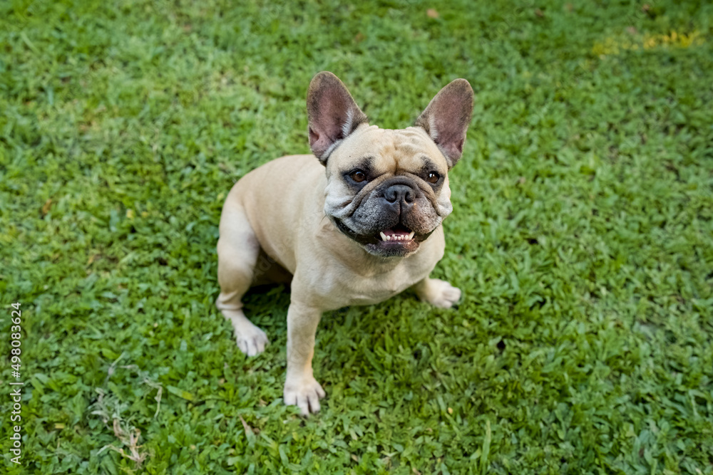 Smiling French bulldog sitting on grass in the garden.