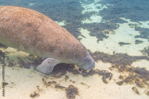 Manatee swimming over sand and sea grass in clear river water