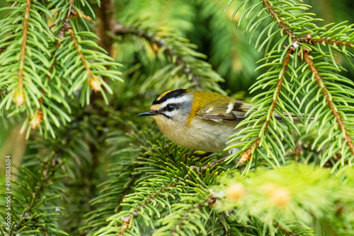 A small and colorful Common firecrest, Regulus ignicapillus in the middle of Spruce branches in Estonian boreal forest © adamikarl