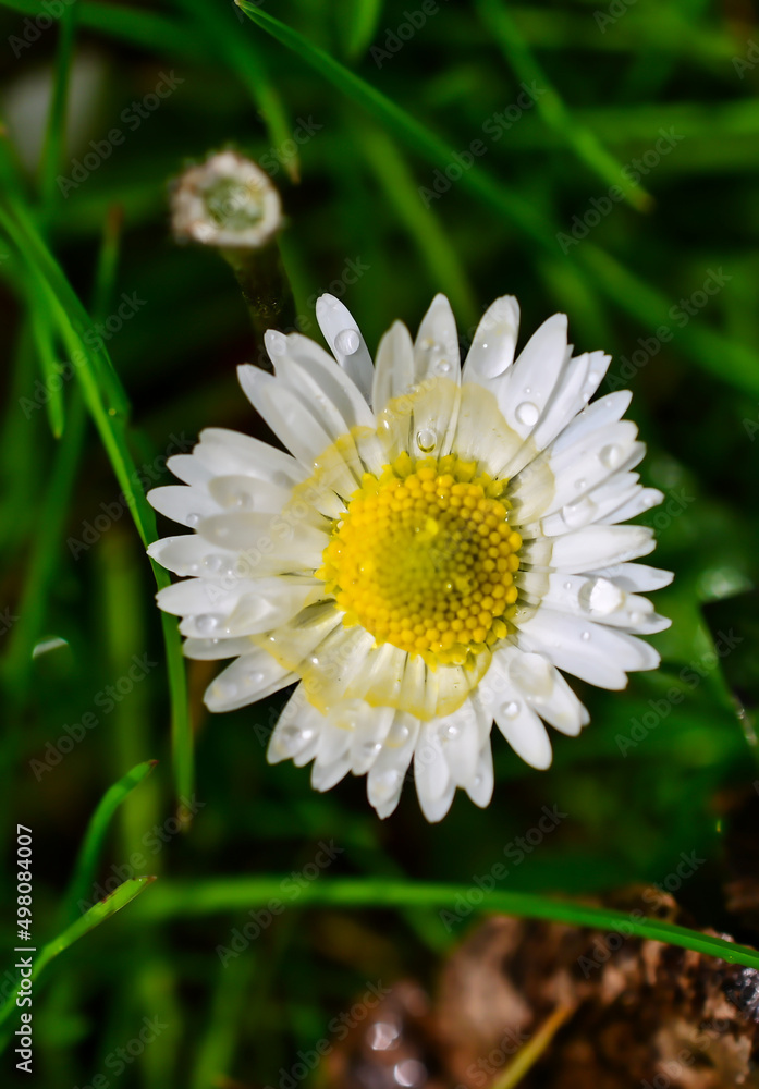Obraz premium daisy in the grass