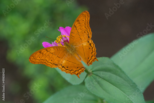 Brown butterfly on a rose flower