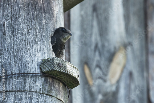 An European passerine Common swift, Apus apus looking out of a nesting box during summertime in Estonia photo