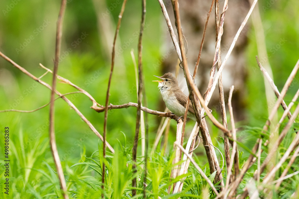 An old world warbler, the Marsh warbler singing on an spring afternoon in Estonia, Northern Europe An old world warbler, the Marsh warbler singing on an spring afternoon in Estonia, Northern Europe