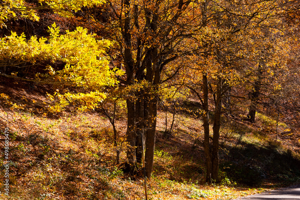 Autumn season lanscape with colorful trees and plants
