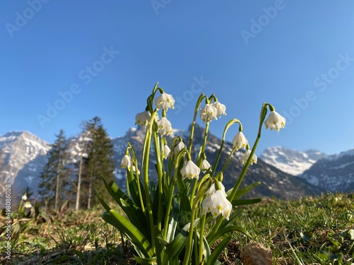 Spring snowflake (Leucojum vernum), Märzenglöckchen (Maerzengloeckchen), Märzenbecher (Maerzenbecher), Frühlings-Knotenblume (Fruehlings-Knotenblume), Nivéole de printemps or Proljetni drijemovac photo