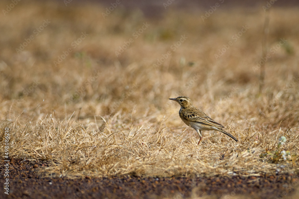 Paddyfield Pipit, Anthus rurulus Paddyfield Pipit, Anthus rurulus