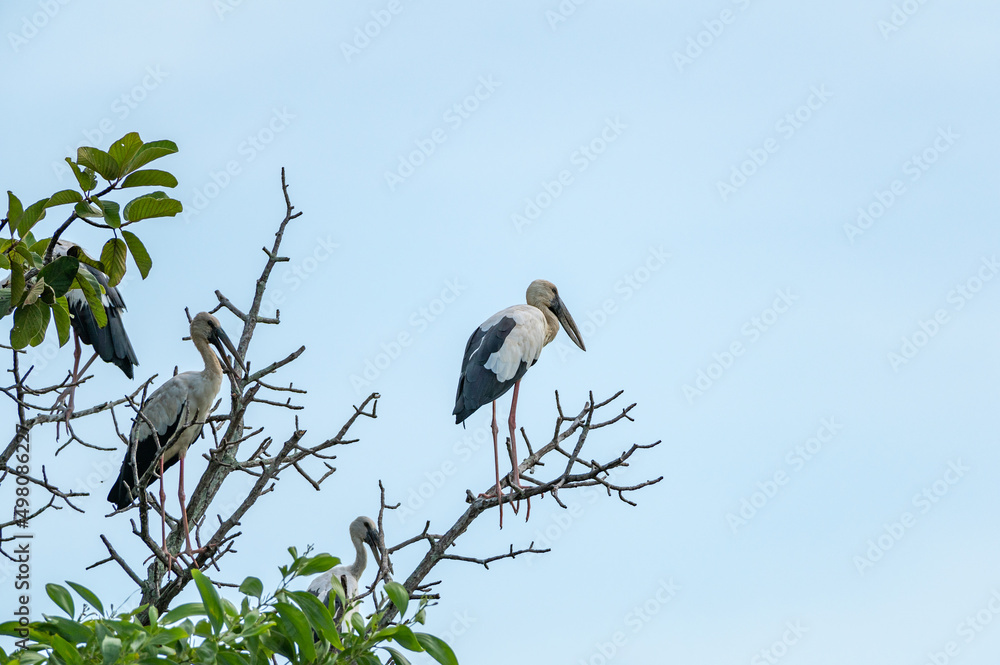 Openbill stork bird perched on the branches Openbill stork bird perched on the branches