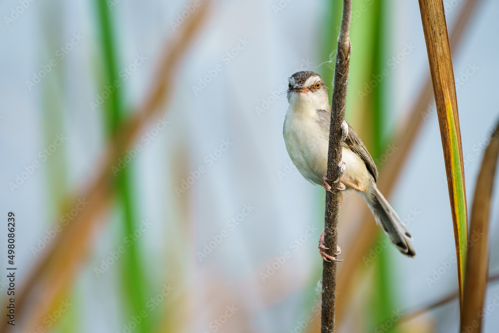 Prinia inornata bird Prinia inornata bird