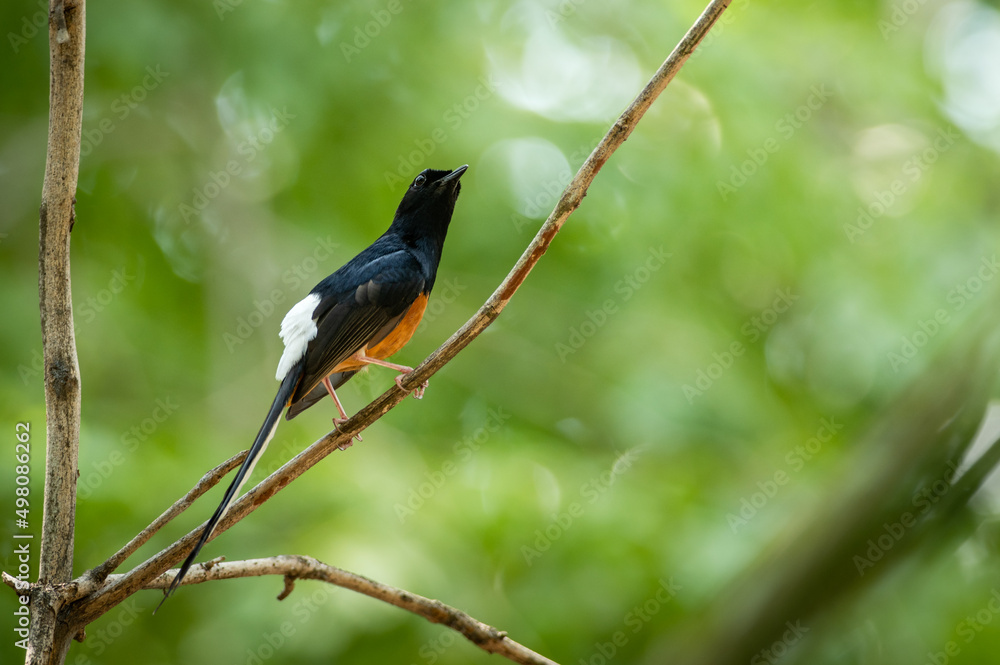 Fototapeta premium White-rumped Shama, Copsychus malabaricus