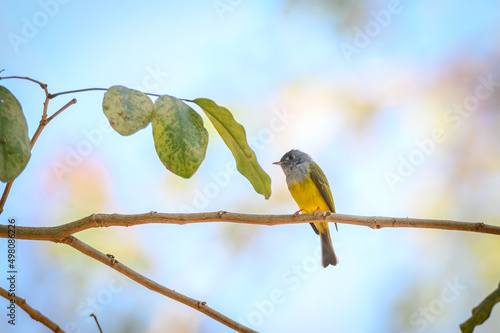 Grey-headed Canary-flycatcher, Culicicapa ceylonensis photo