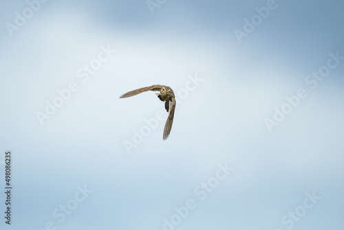 Paddyfield Pipit, Anthus rurulus photo