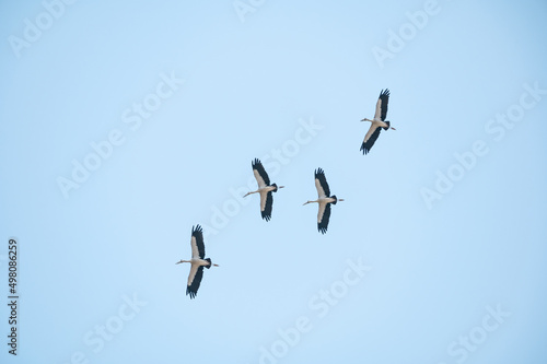Openbill stork bird © songdech17