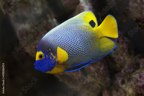 Blue-headed emperor sea fish