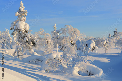 landscape with snow-trees photo