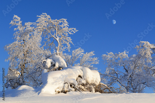 Winther landscape with snow-trees photo