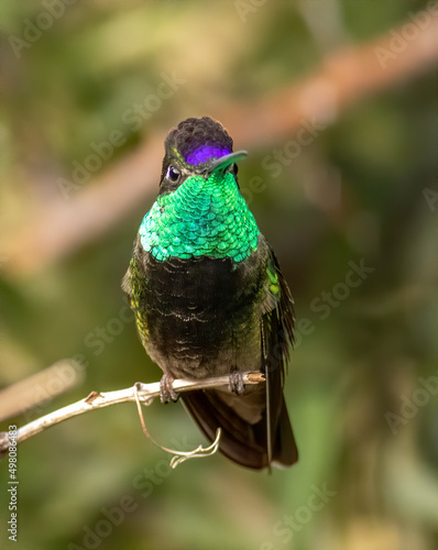 A male Rivoli's magnificent hummingbird displays its colorful crown and iridescent throat perched on a tree limb. 