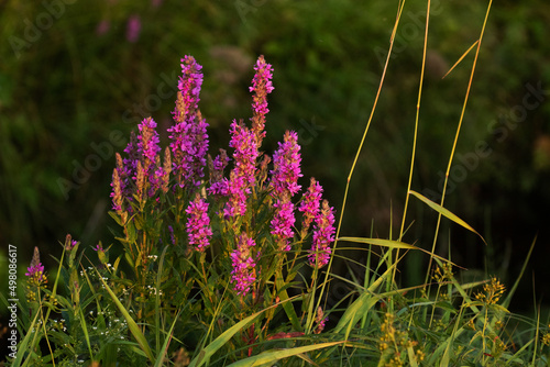 Beautiful Purple loosestrife, Lythrum salicaria blooming on a lush European meadow on a summer evening photo
