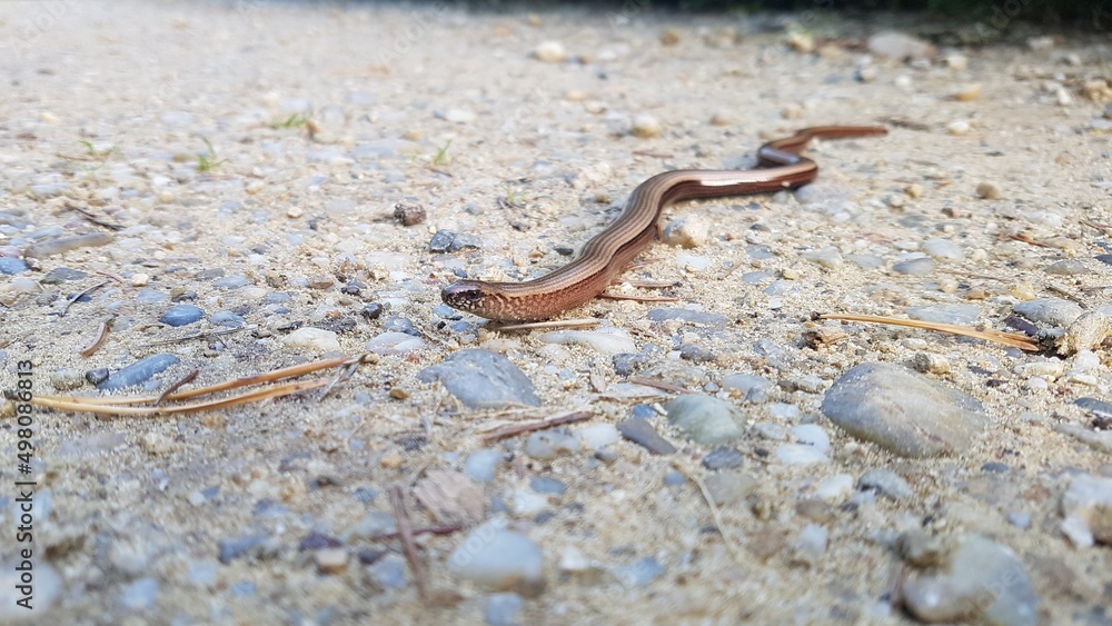 worm on the ground worm on the ground